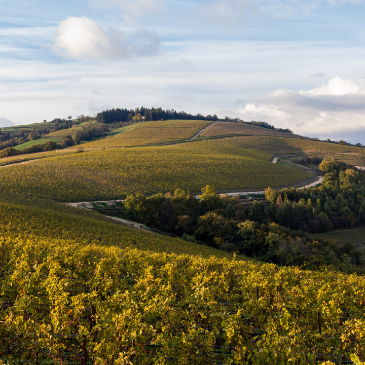 La Collina dei Ciliegi